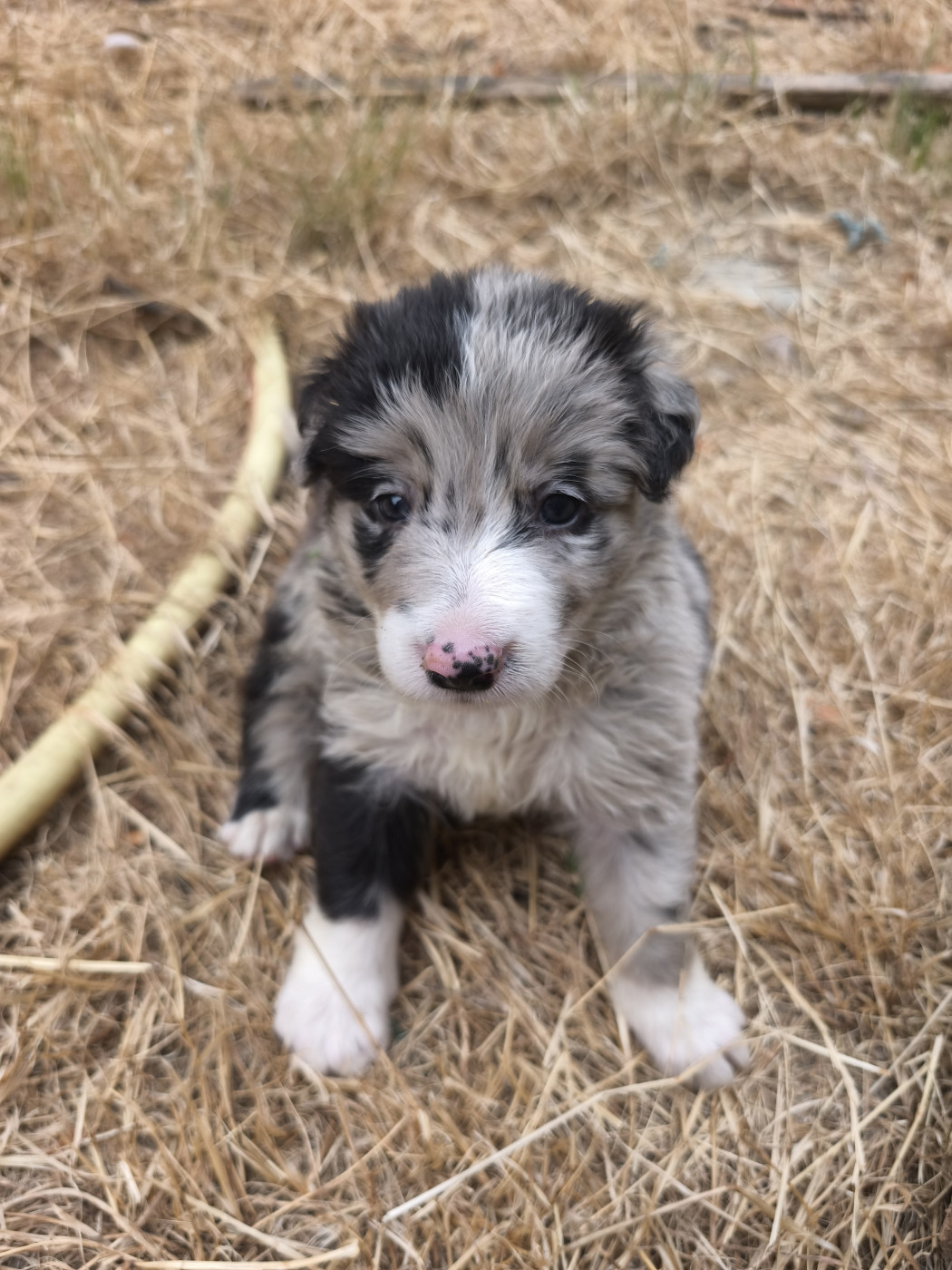De La Flam Blanche - Chiots disponibles - Border Collie