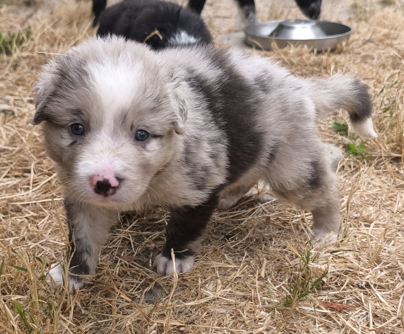 De La Flam Blanche - Chiots disponibles - Border Collie
