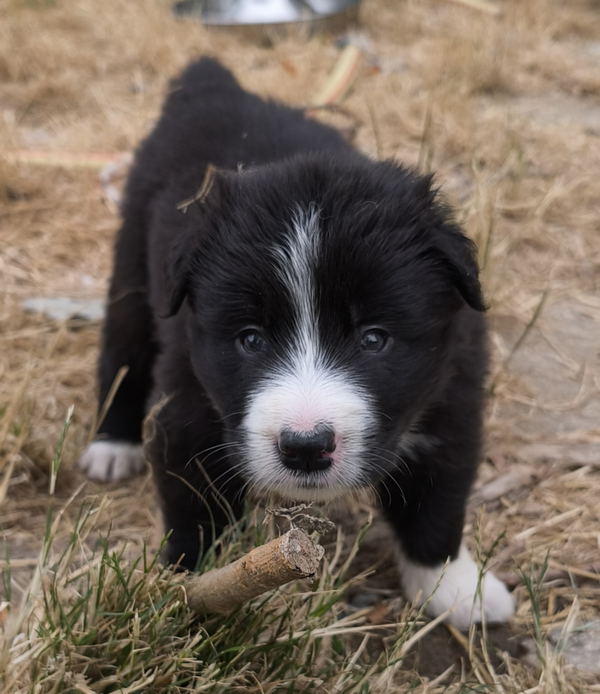 De La Flam Blanche - Chiots disponibles - Border Collie