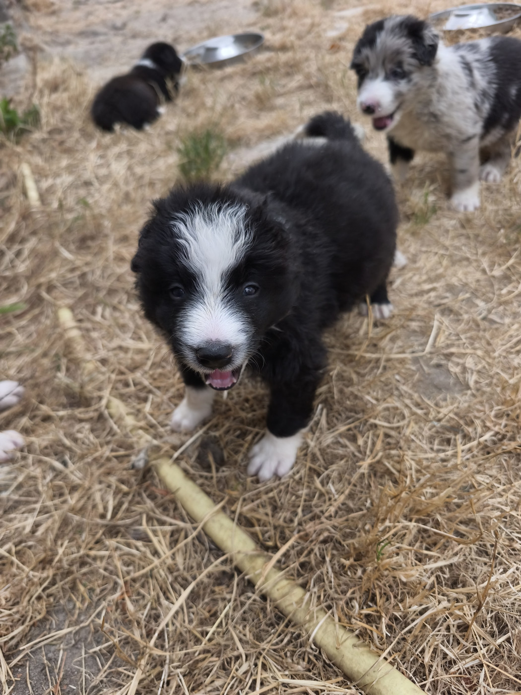 De La Flam Blanche - Chiots disponibles - Border Collie