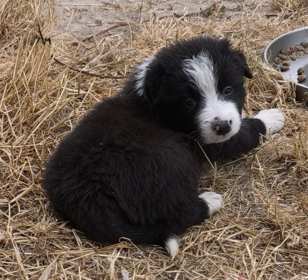 De La Flam Blanche - Chiots disponibles - Border Collie