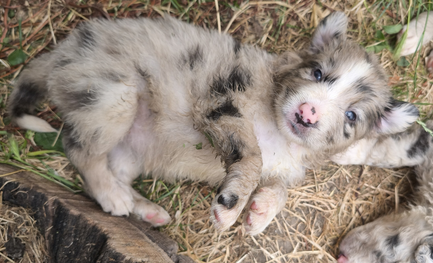 De La Flam Blanche - Chiots disponibles - Border Collie