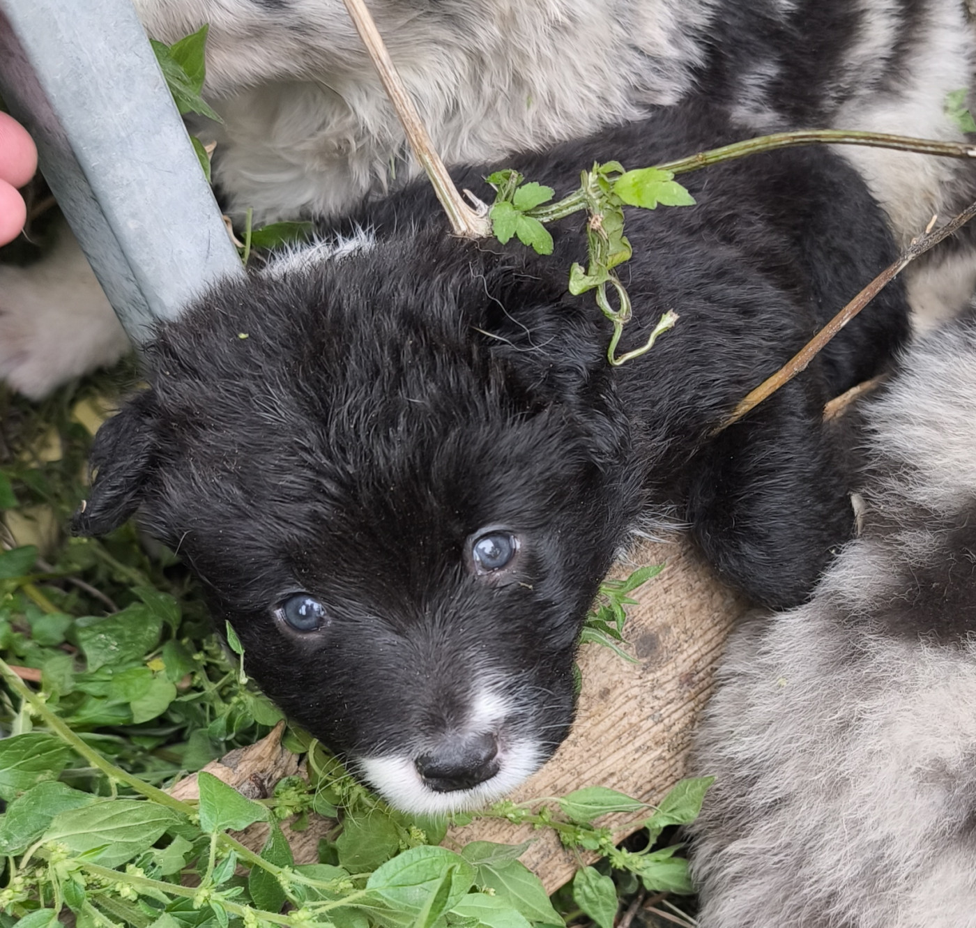 De La Flam Blanche - Chiots disponibles - Border Collie