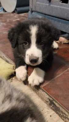 Balin
